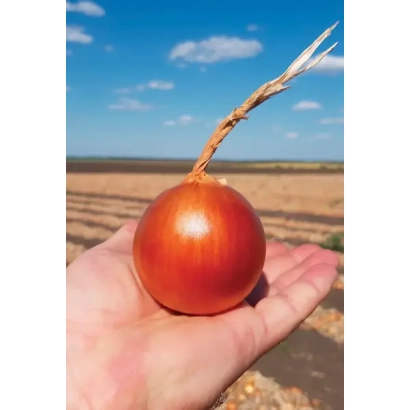 Красная луковица в руке на фоне поля - Атаман