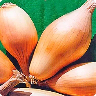 Свежие луковицы лука сорта АТАС на зелёном фоне