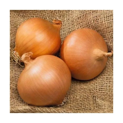 Three whole onions of the Avgusta variety on burlap