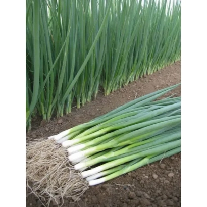 Свежий лук на земле, собранный в пучок - БАЙЯ ВЕРДЕ