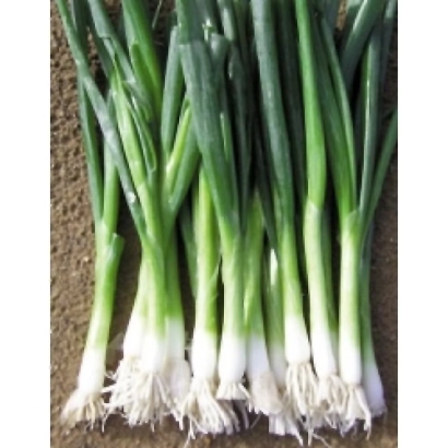 Fresh green onions with roots - Baja Verde