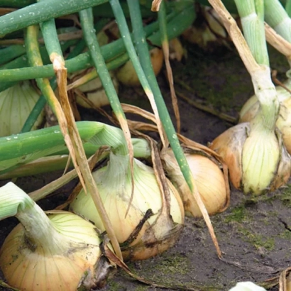 Fresh onions in the field - Balstar F1