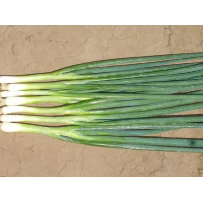 Свежий зеленый лук на земле - БАНЧИНГ СТАР