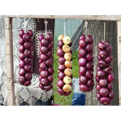 Fresh red and yellow onions hanging on strings - Barin