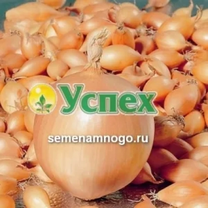 Onion seeds variety Uspukh on background of whole bulbs - BENJAMIN