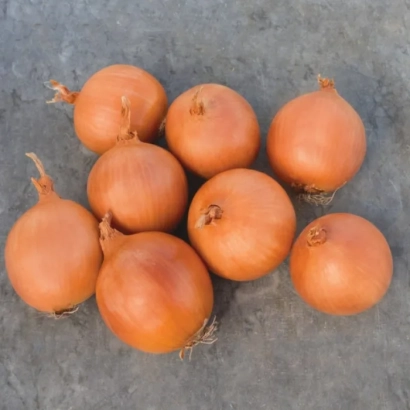 Fresh onion bulbs on a gray background - Birdie