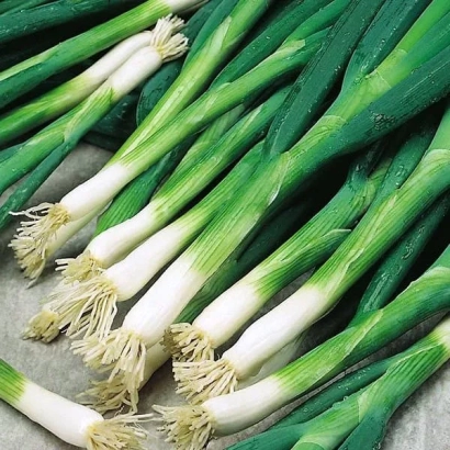 Свежий зеленый лук на светлом фоне - Боярин