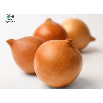 Четыре луковицы сорта Бонита на белом фоне