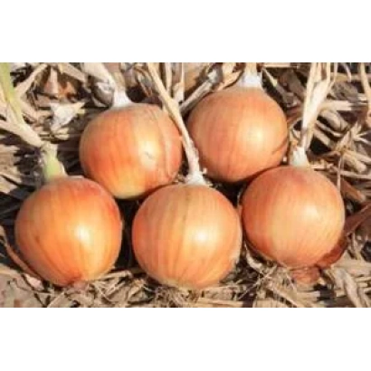Свежие луковицы на земле без видимой упаковки или этикетки - БОНУС F1