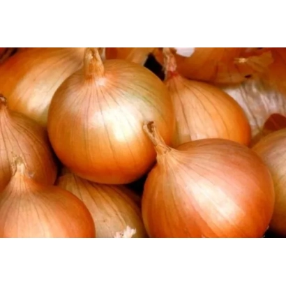 Свежие луковицы сорта БОРЕЦ