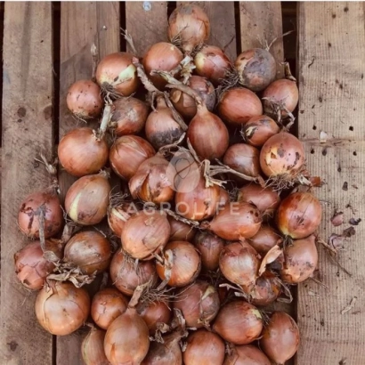 Свежий лук сорта БОРНЕО на деревянной поверхности