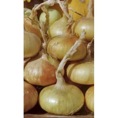 Свежие луковицы сорта Братский