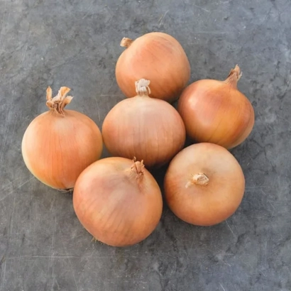 Свежие луковицы сорта Брекстон на сером фоне - БРЭКСТОН