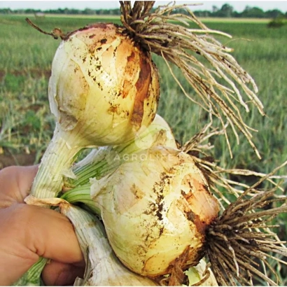 Fresh Bulat onion in hand against field background