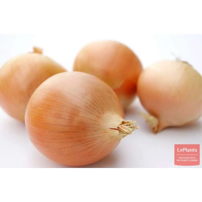 Свежие луковицы сорта Буран на белом фоне