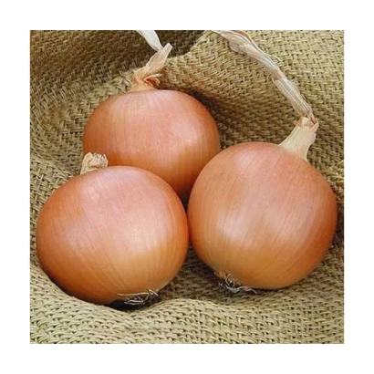 Три луковицы сорта Бургос F1 на мешковине