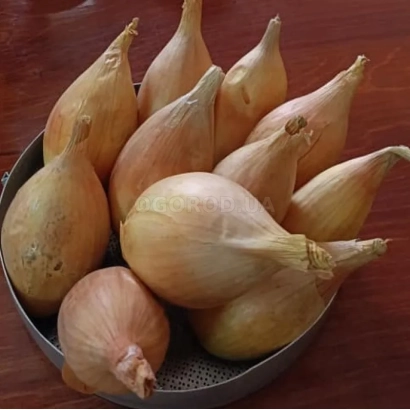 Свежие луковицы сорта Чайка в металлической корзине