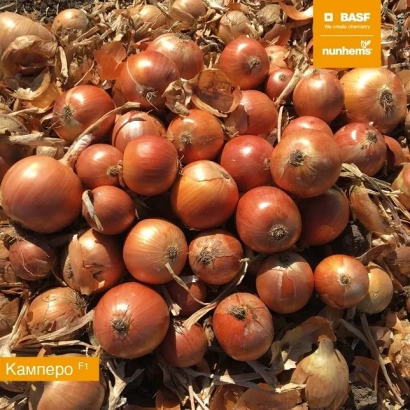 Fresh onion of variety CAMPERO