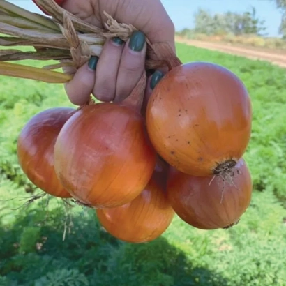 Рукав червоних цибулин Каоба на фоні зеленого поля