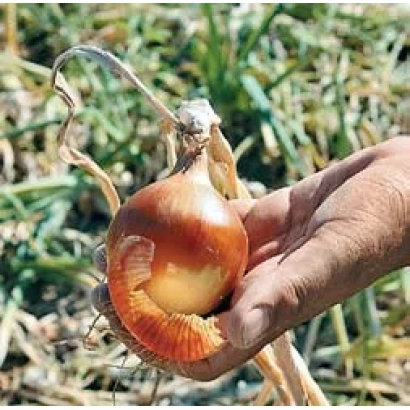 Рука держит луковицу Цефей на фоне поля