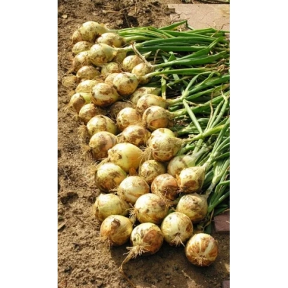 Свежий лук Чемпион на земле