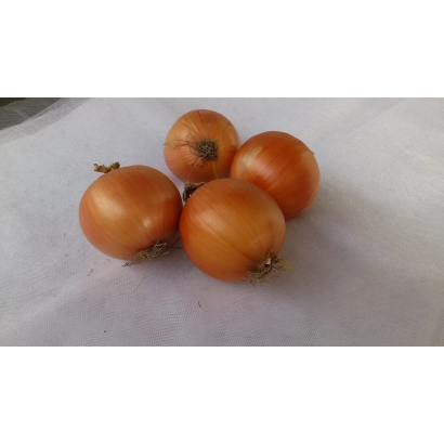 Пять луковиц сорта Центавр на белой поверхности