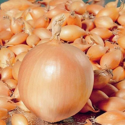 Fresh Coreon 1 onion in the foreground with other bulbs in the background