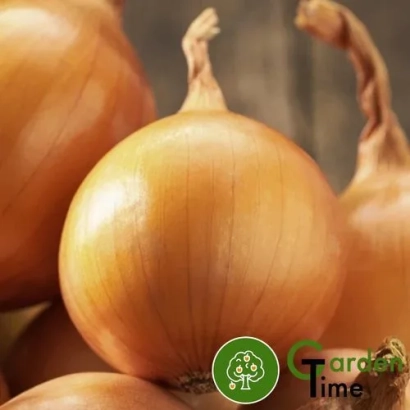 Свіжі цибулинні цибулі Crusado на фоні - Крусадо