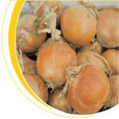 Фотография лука без названия продукта - Дакапо F1