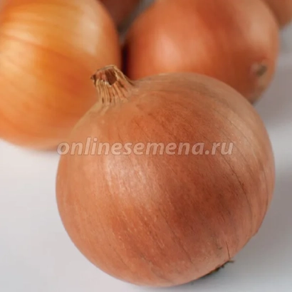 Свежий лук Denver на белом фоне - ДЕНВЕР