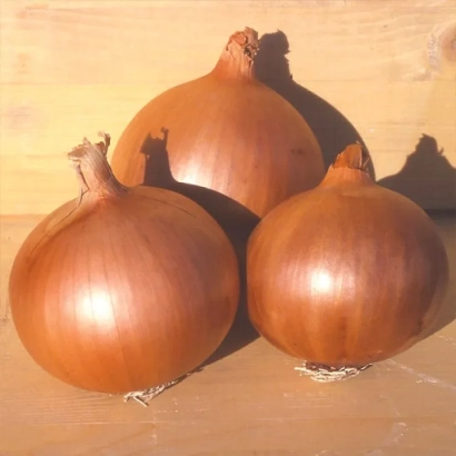 Three whole Derek onions on a wooden surface