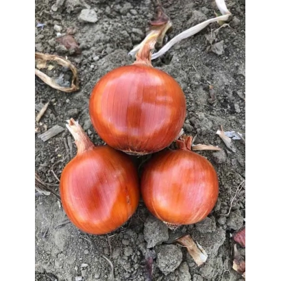 Three red onions on soil - Despot