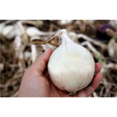 Рука держит крупный белый лук на фоне других овощей - Диамант