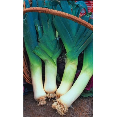 Свежий лук-порей в корзине - ДИВО ДИВНОЕ