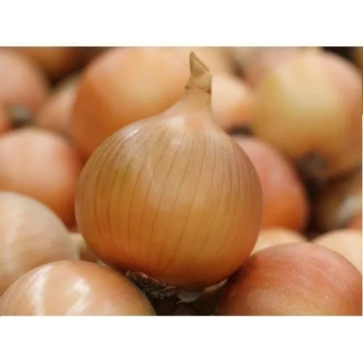 Свежий лук на фоне других головок - Дритан