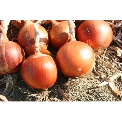 Свіжі цибулинки на землі без видимого написання - ЕЛЕНКА F1 (СRХ 2399)