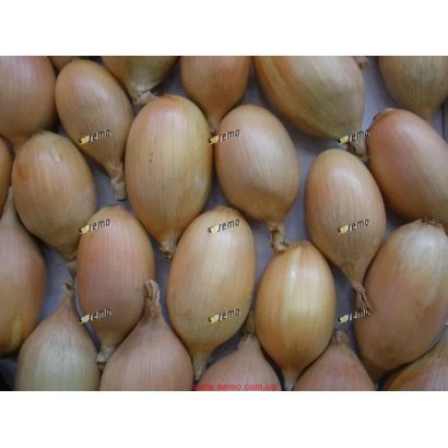 Свіжі цибулини сорту ЕЛІСТА
