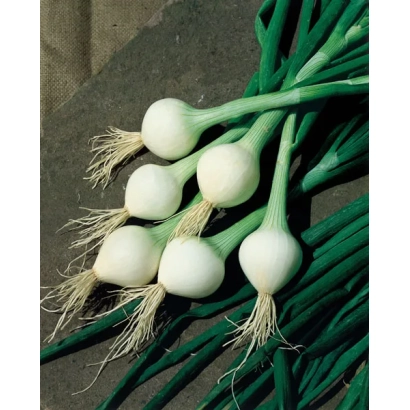 Свежий зеленый лук с белыми головками на темном фоне - ЭЛОДИ