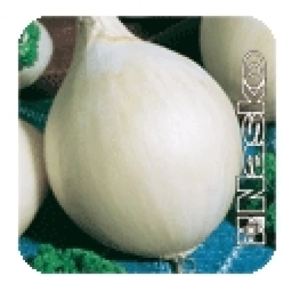 Белая луковица сорта EN:SKO на зеленом фоне - Емир