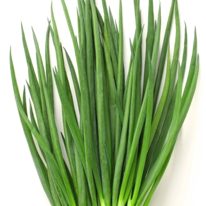 Fresh green onion on white background - ENERGY