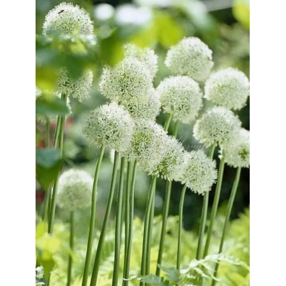 Fresh white Allium Everest flower heads on green background