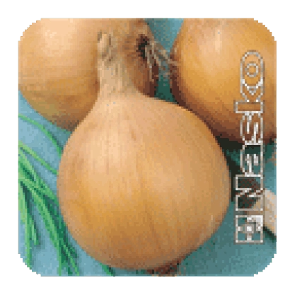 Луковицы сорта Факир на зелёном фоне