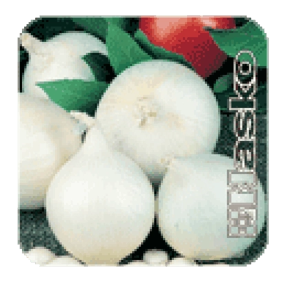 Свежие белые луковицы сорта Фараон на фоне зелени и помидора.