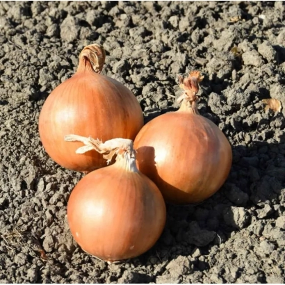 Три луковицы сорта Фасто на земле