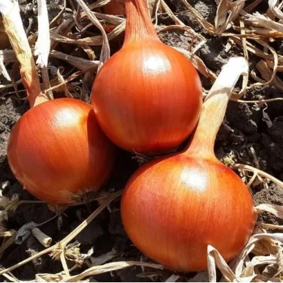 Три красных лука на земле - Феникс