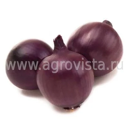 Три фіолетові цибулини на білому фоні - Фіамма