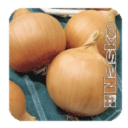 Свежий лук Forum на зеленой подложке - Форум