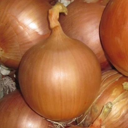 Свіжий цибуля Frontino на фоні інших головок - Фронтіно