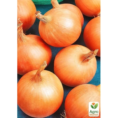 Свежие луковицы сорта Галичанка на синем фоне