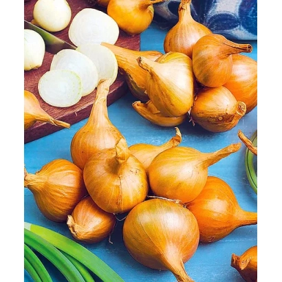 Свежие луковицы и нарезанный лук на синем фоне - Гарант